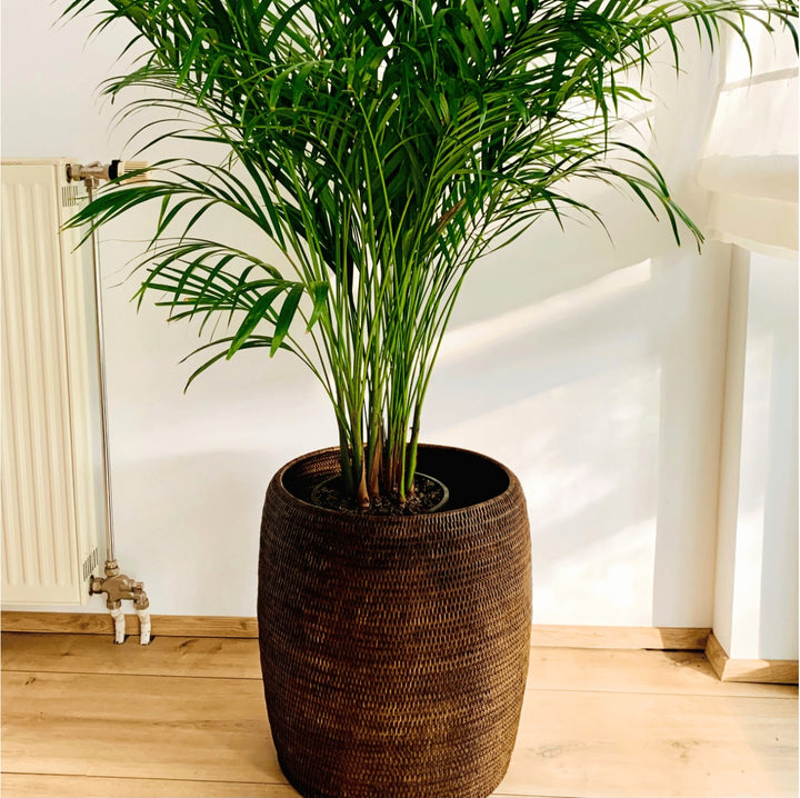 Fiolin Rattan Barrel als Übertopf mit Palme 